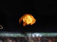 DSC00175 
