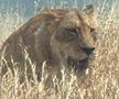 Lion2.jpg (426x354)