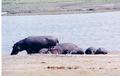 hippofamily0002.jpg (453x288)