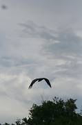 IMG_4720 