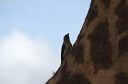 IMG_5253 