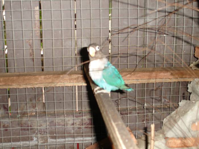 DSC02909 